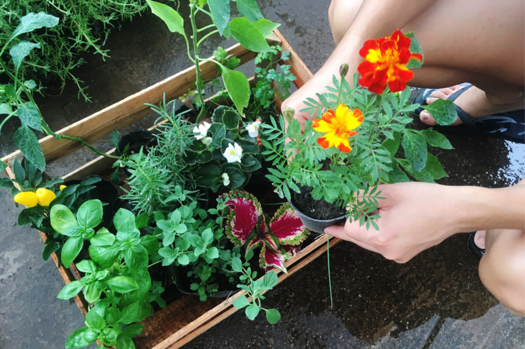Small-Space Gardening: Blooming in Tight Quarters